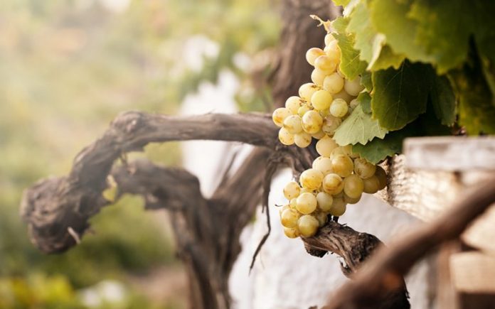 grapes_stafilia_wine_vine_